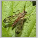 Rhagio scolopaceus - Schnepfenfliege m11.jpg